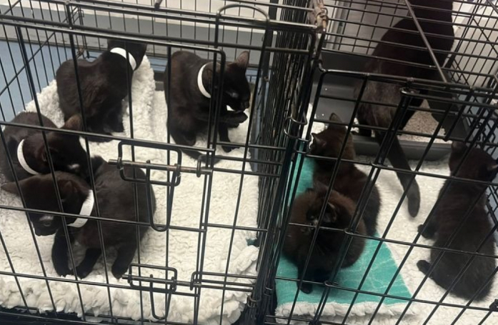 Abandonnés dans des cages au milieu d’un champ glacial, une chatte et ses 8 chatons espéraient qu’une bonne âme vienne à leur secours