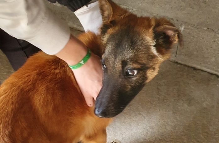 Grâce à un signalement, ce chiot de 8 mois maltraité a pu être sauvé et changer de vie