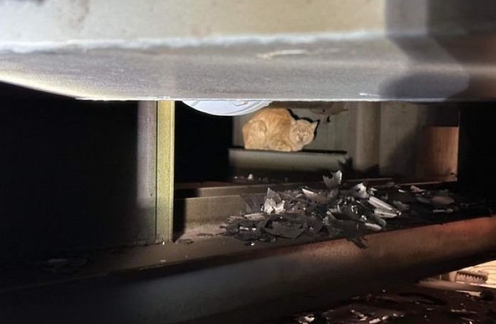 Ce chat caché dans une usine et découvert par les ouvriers ne voulait pas sortir de sa cachette
