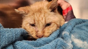 Illustration : "Ce chat retrouvé frigorifié se bat courageusement pour rester en vie avec l'aide émouvante d'une passante et d'une association (vidéo)"