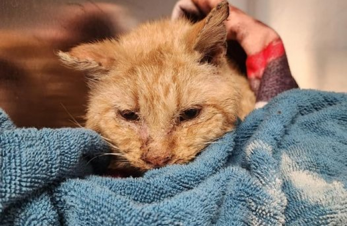 Ce chat retrouvé frigorifié se bat courageusement pour rester en vie avec l'aide émouvante d'une passante et d'une association (vidéo)