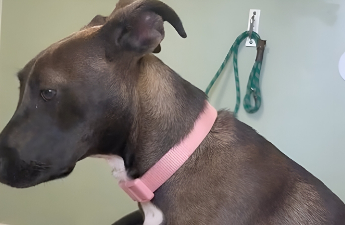 Cet adorable chiot de 6 mois a été abandonné par ses maîtres pour une raison lamentable (vidéo)