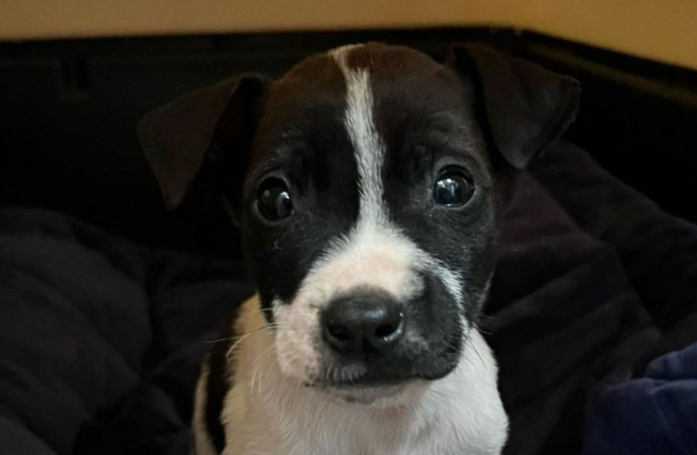Pensant secourir un pauvre chiot abandonné dans un carton, une femme découvre qu’il n’est finalement pas seul