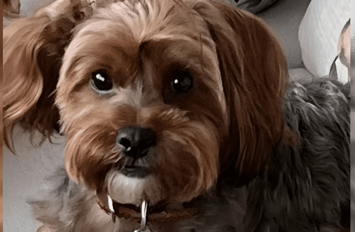 Pompier de profession, un maître fait son possible pour réanimer sa chienne après sa noyade accidentelle dans une piscine