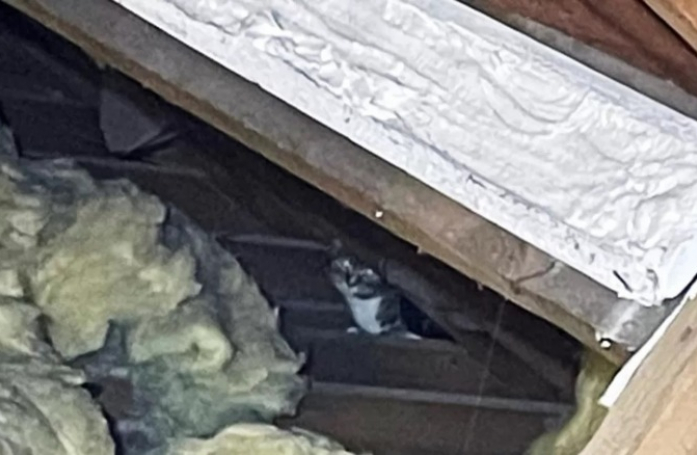 Un homme pensait trouver un chat errant dans les combles, mais fait une découverte surprenante lorsqu'il parvient à le déloger