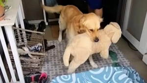 Illustration : "Se sentant seul, ce Golden Retriever trouve du réconfort auprès d’un chien en peluche avant de recevoir le cadeau de sa vie (vidéo)"