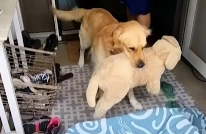 Se sentant seul, ce Golden Retriever trouve du réconfort auprès d’un chien en peluche avant de recevoir le cadeau de sa vie (vidéo)