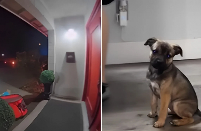 Après avoir été abandonné sans explication devant une porte, ce chiot espère tomber sur de bons samaritains qui pourront l’aider (vidéo)