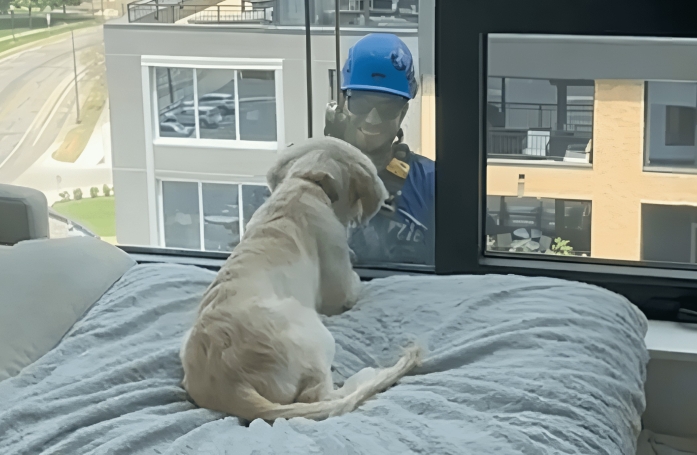 Un chiot curieux découvre un drôle de nouvel ami en regardant par la fenêtre (vidéo)