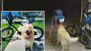 Illustration : "Alors que sa maison est cambriolée, ce Golden Retriever accueille le voleur à sa façon (vidéo)"