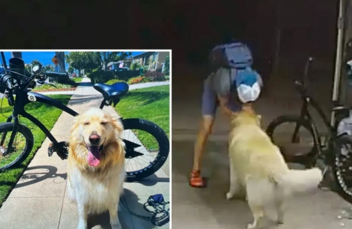 Alors que sa maison est cambriolée, ce Golden Retriever accueille le voleur à sa façon (vidéo)
