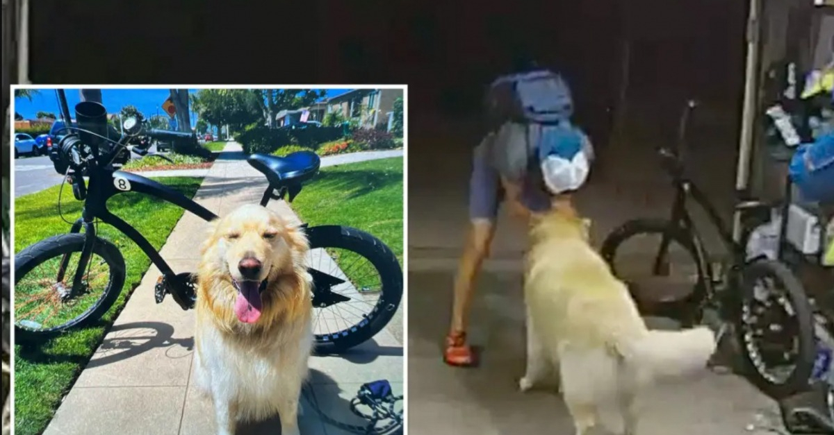 Alors que sa maison est cambriolée, ce Golden Retriever accueille le voleur à sa façon (vidéo)