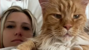 Illustration : "Ce chat a atteint la taille d'un enfant de 9 ans et fait sensation sur TikTok"