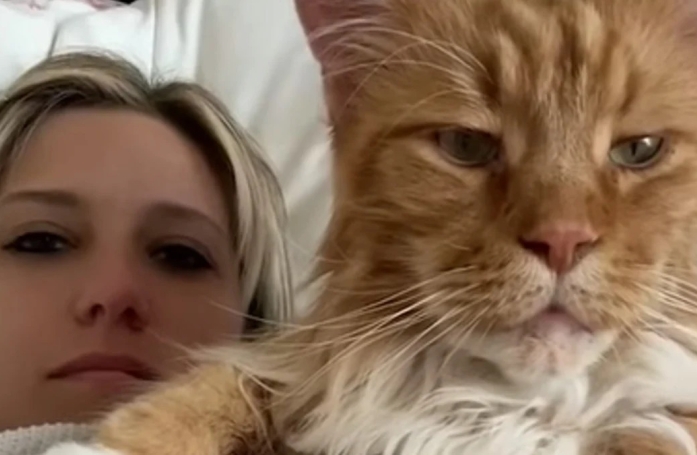 Ce chat a atteint la taille d'un enfant de 9 ans et fait sensation sur TikTok