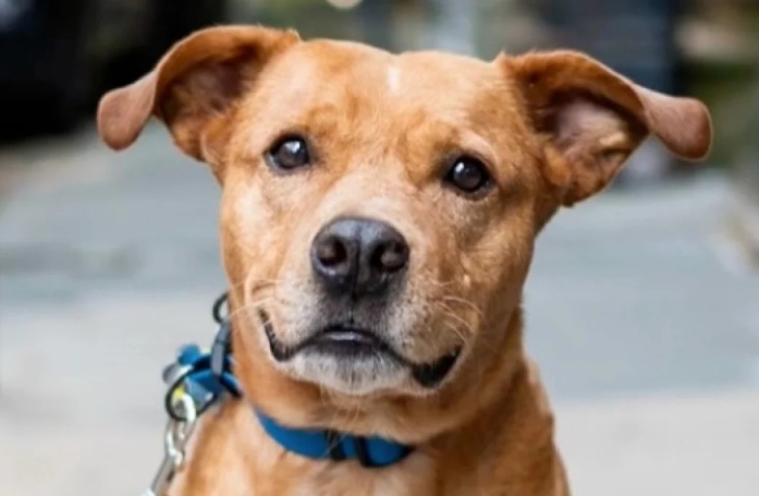 Au détour d’un cliché, un photographe découvre l’histoire poignante de Lunchbox, un chien résilient au passé difficile (vidéo)