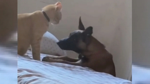 Illustration : "Ce chat adopte un comportement particulièrement touchant lorsqu'il réalise que sa meilleure ennemie est malade (vidéo)"
