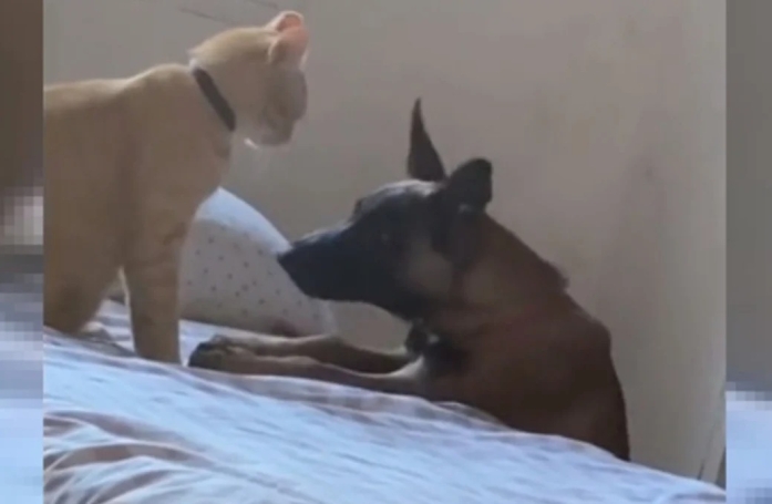 Ce chat adopte un comportement particulièrement touchant lorsqu'il réalise que sa meilleure ennemie est malade (vidéo)