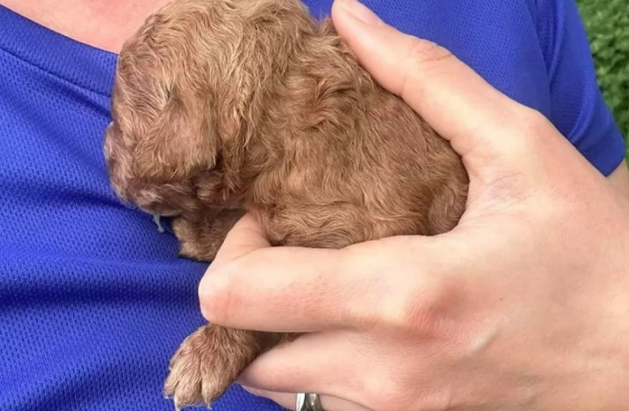 Un chiot jeté dans une poubelle parvient à attirer l’attention d’une femme au grand cœur en train de faire son jogging