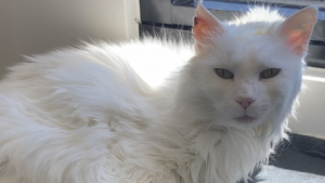 Illustration : "Ce chat de 13 ans a été abandonné du jour au lendemain après une vie paisible et attendait avec espoir une nouvelle famille (vidéo)"