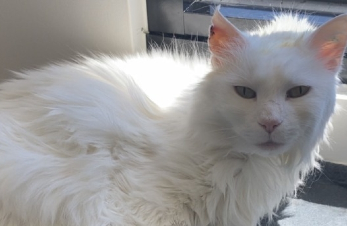 Ce chat de 13 ans a été abandonné du jour au lendemain après une vie paisible et attendait avec espoir une nouvelle famille (vidéo)