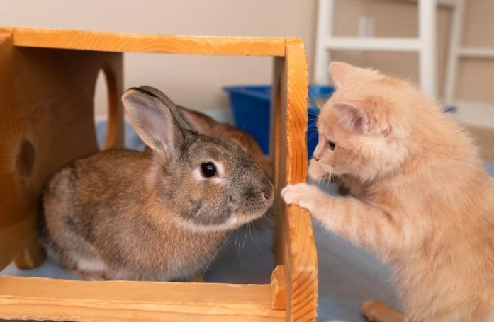 Un chaton surmonte son trouble neurologique grâce à ses amis lapins et apprend à remarcher