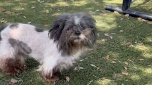 Illustration : "Cette chienne de 11 ans retourne en refuge après 10 ans auprès de ses maîtres qui