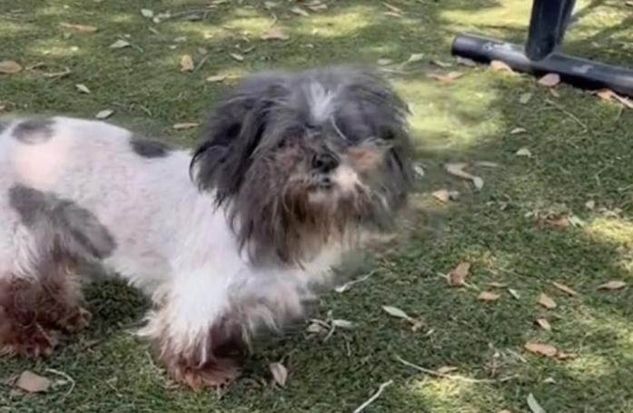 Cette chienne de 11 ans retourne en refuge après 10 ans auprès de ses maîtres qui 
