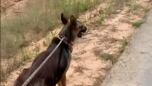 Illustration : "Une chienne abandonnée guide une bonne samaritaine jusqu’à ses petits restés seuls dans la nature (vidéo)"