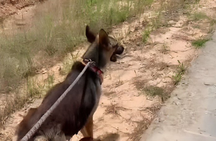 Une chienne abandonnée guide une bonne samaritaine jusqu’à ses petits restés seuls dans la nature (vidéo)
