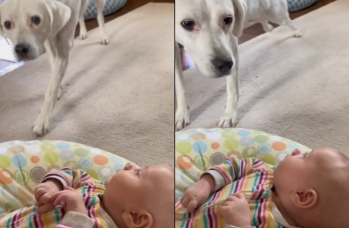L’émouvante rencontre entre une chienne aveugle et le bébé dont elle entend les pleurs depuis des mois