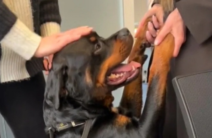Contraint d’accompagner sa maîtresse dans une réunion de travail, cet adorable Rottweiler a conquis tous les cœurs (vidéo)