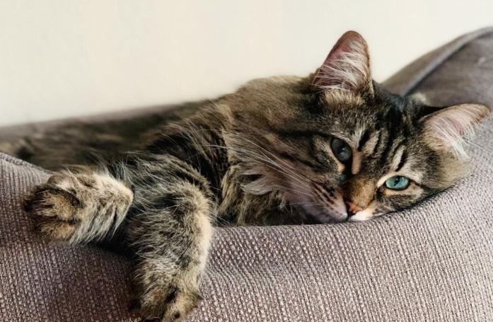 Une femme invente un jeu amusant pour sa chatte grâce à un élastique à cheveux (vidéo)