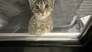 Illustration : "Ces 20 chats sont devenus des experts pour attendrir les humains"