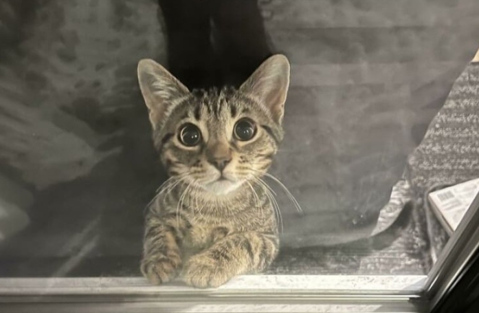 Ces 20 chats sont devenus des experts pour attendrir les humains