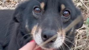 Illustration : "Cette chienne attend son maître qui l'a abandonnée pendant une semaine sur le bord de la route avant de tomber sur la personne qu'il fallait (vidéo)"