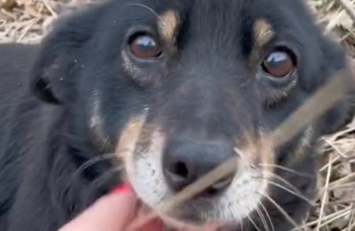 Cette chienne attend son maître qui l'a abandonnée pendant une semaine sur le bord de la route avant de tomber sur la personne qu'il fallait (vidéo)