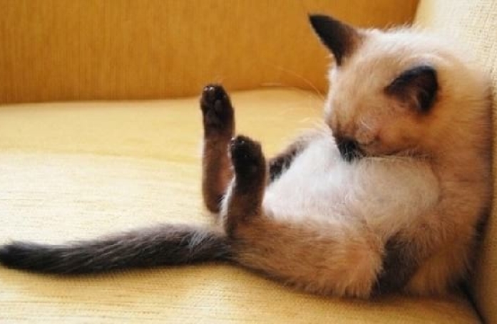 20 photos de chats pas comme les autres, retrouvés dans des positions invraisemblables