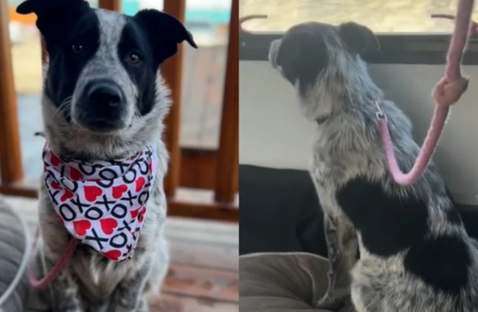 L'au revoir doux-amer entre une famille d’accueil et le chien dont elle a pris soin (vidéo)