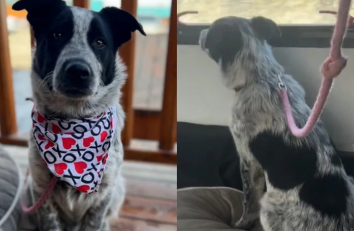 L'au revoir doux-amer entre une famille d’accueil et le chien dont elle a pris soin (vidéo)