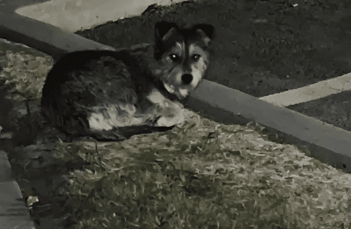 Après un abandon traumatisant sur un parking, une petite chienne y attend désespérément le retour de ses maîtres