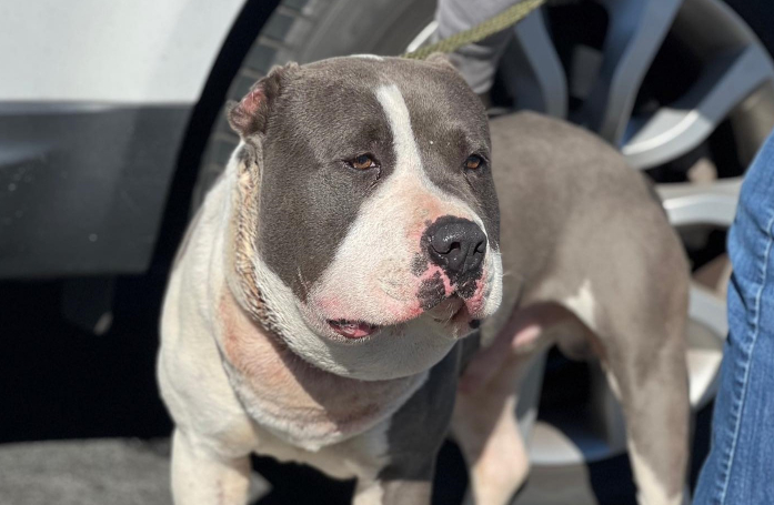 Une femme au grand cœur vient en aide à un chien errant dont la tête est anormalement enflée à cause de ses chaînes (vidéo)