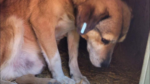 Illustration : "Ce chien déprime en attendant son adoption pendant près de 8 ans"