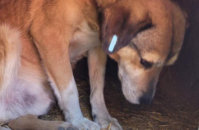 Ce chien déprime en attendant son adoption pendant près de 8 ans