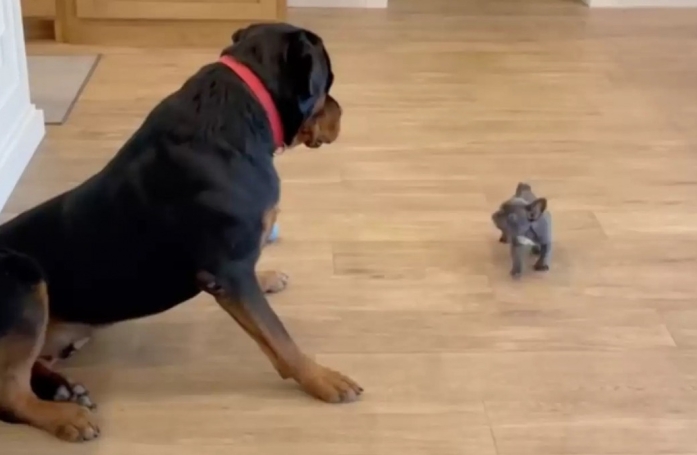 La réaction étonnante d'un grand Rottweiler lors de sa rencontre avec un minuscule chiot (vidéo)