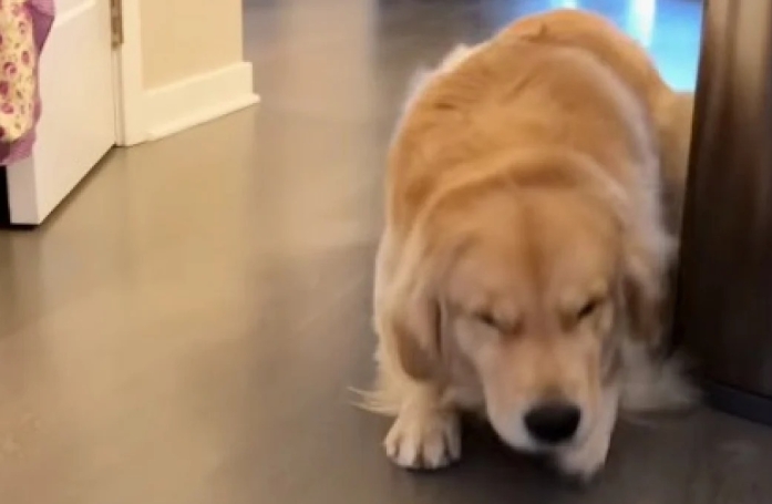Ce Golden Retriever a une démarche à mourir de rire lorsqu'il a fait une grosse bêtise (vidéo)