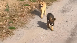 Illustration : "En chemin pour acheter des sucreries à ses collègues, une femme découvre deux chiots sur le bord de la route et décide de s'arrêter (vidéo)"