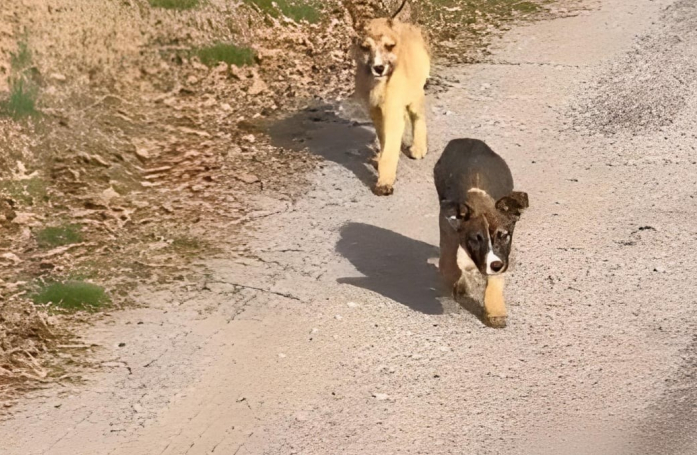 En chemin pour acheter des sucreries à ses collègues, une femme découvre deux chiots sur le bord de la route et décide de s'arrêter (vidéo)