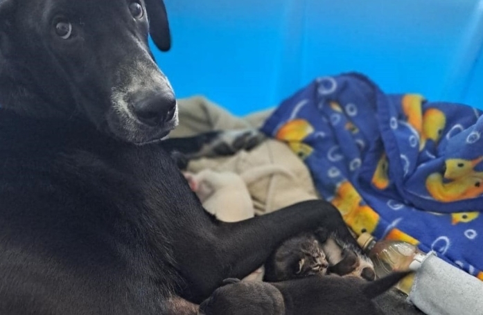 Déjà mère de 10 chiots, une chienne décide d’adopter un bébé improbable après avoir entendu ses pleurs déchirants