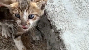 Illustration : "Cet homme a eu le cœur brisé en entendant ces miaulements, il lâche tout pour venir en aide au chaton (vidéo)"