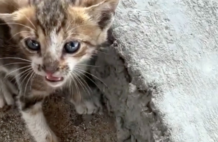Cet homme a eu le cœur brisé en entendant ces miaulements, il lâche tout pour venir en aide au chaton (vidéo)